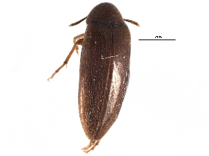  ( - CCDB-28942-A02)  @11 [ ] CreativeCommons - Attribution (2015) CBG Photography Group Centre for Biodiversity Genomics