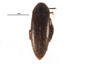  ( - CCDB-28942-A03)  @11 [ ] CreativeCommons - Attribution (2015) CBG Photography Group Centre for Biodiversity Genomics