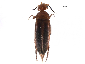  (Mordellistena fuscipennis - CCDB-28942-B10)  @14 [ ] CreativeCommons - Attribution (2015) CBG Photography Group Centre for Biodiversity Genomics