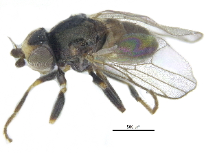  ( - CCDB-28943-B02)  @11 [ ] CreativeCommons - Attribution (2015) CBG Photography Group Centre for Biodiversity Genomics