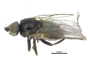  ( - CCDB-28943-B03)  @11 [ ] CreativeCommons - Attribution (2015) CBG Photography Group Centre for Biodiversity Genomics