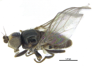  ( - CCDB-28943-B04)  @11 [ ] CreativeCommons - Attribution (2015) CBG Photography Group Centre for Biodiversity Genomics