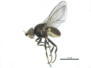  (Apallates dissidens - CCDB-28943-B05)  @12 [ ] CreativeCommons - Attribution (2015) CBG Photography Group Centre for Biodiversity Genomics