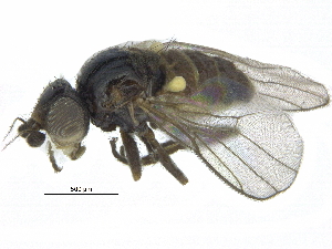  (Apallates montanus - CCDB-28943-B08)  @13 [ ] CreativeCommons - Attribution (2015) CBG Photography Group Centre for Biodiversity Genomics