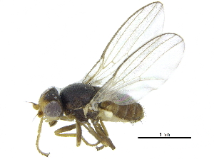  ( - CCDB-28943-C06)  @13 [ ] CreativeCommons - Attribution (2015) CBG Photography Group Centre for Biodiversity Genomics