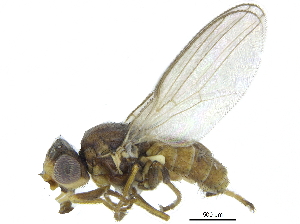  ( - CCDB-28943-C07)  @13 [ ] CreativeCommons - Attribution (2015) CBG Photography Group Centre for Biodiversity Genomics