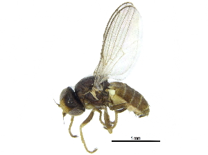  ( - CCDB-28943-C08)  @11 [ ] CreativeCommons - Attribution (2015) CBG Photography Group Centre for Biodiversity Genomics