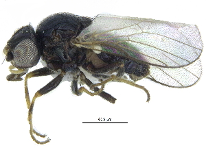  (Malloewia neglecta - CCDB-28943-D01)  @11 [ ] CreativeCommons - Attribution (2015) CBG Photography Group Centre for Biodiversity Genomics