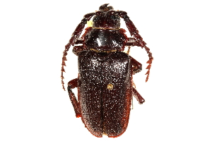  (Prionus laticollis - CCDB-28944-A02)  @13 [ ] CreativeCommons - Attribution (2015) CBG Photography Group Centre for Biodiversity Genomics