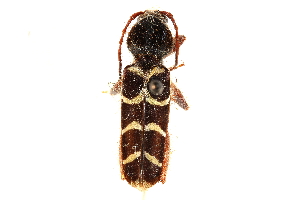  ( - CCDB-28944-A03)  @11 [ ] CreativeCommons - Attribution (2015) CBG Photography Group Centre for Biodiversity Genomics