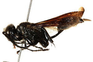  ( - CCDB-28944-C11)  @11 [ ] CreativeCommons - Attribution (2015) CBG Photography Group Centre for Biodiversity Genomics