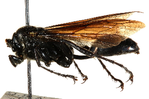  ( - CCDB-28944-C12)  @11 [ ] CreativeCommons - Attribution (2015) CBG Photography Group Centre for Biodiversity Genomics