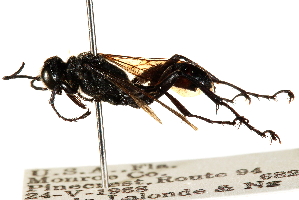  ( - CCDB-28944-E01)  @11 [ ] CreativeCommons - Attribution (2015) CBG Photography Group Centre for Biodiversity Genomics