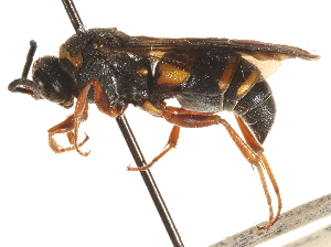  ( - CCDB-28945-A07)  @11 [ ] CreativeCommons - Attribution (2015) CBG Photography Group Centre for Biodiversity Genomics