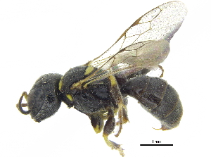  ( - CCDB-28945-C07)  @11 [ ] CreativeCommons - Attribution (2015) CBG Photography Group Centre for Biodiversity Genomics