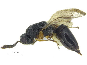  (Eurytoma pachyneuron - CCDB-28946-A12)  @11 [ ] CreativeCommons - Attribution (2015) CBG Photography Group Centre for Biodiversity Genomics