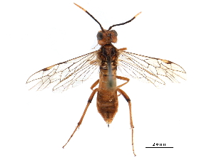  ( - CCDB-28947-B06)  @11 [ ] CreativeCommons - Attribution (2015) CBG Photography Group Centre for Biodiversity Genomics