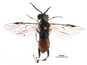  ( - CCDB-28947-D06)  @11 [ ] CreativeCommons - Attribution (2015) CBG Photography Group Centre for Biodiversity Genomics