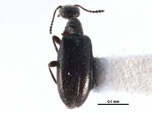  ( - CCDB-28976-F06)  @11 [ ] CreativeCommons - Attribution (2015) CBG Photography Group Centre for Biodiversity Genomics