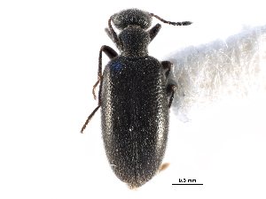  ( - CCDB-28976-F07)  @11 [ ] CreativeCommons - Attribution (2015) CBG Photography Group Centre for Biodiversity Genomics
