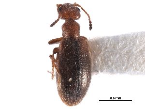  ( - CCDB-28976-F09)  @11 [ ] CreativeCommons - Attribution (2015) CBG Photography Group Centre for Biodiversity Genomics