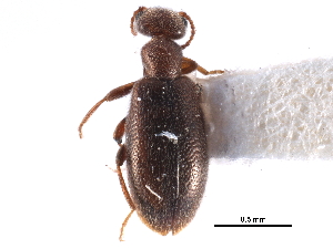  ( - CCDB-28976-F10)  @11 [ ] CreativeCommons - Attribution (2015) CBG Photography Group Centre for Biodiversity Genomics