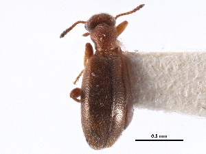  ( - CCDB-28976-F11)  @11 [ ] CreativeCommons - Attribution (2015) CBG Photography Group Centre for Biodiversity Genomics