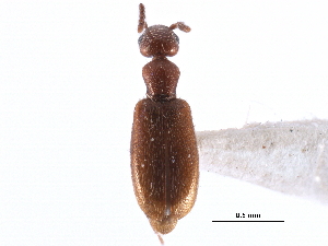  ( - CCDB-28976-G01)  @11 [ ] CreativeCommons - Attribution (2015) CBG Photography Group Centre for Biodiversity Genomics