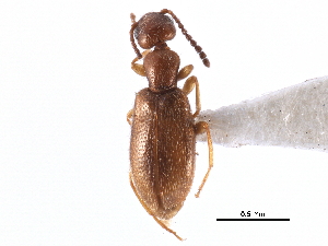  ( - CCDB-28976-G02)  @11 [ ] CreativeCommons - Attribution (2015) CBG Photography Group Centre for Biodiversity Genomics