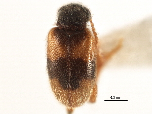  ( - CCDB-28976-G11)  @13 [ ] CreativeCommons - Attribution (2015) CBG Photography Group Centre for Biodiversity Genomics