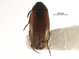  ( - CCDB-28976-H02)  @11 [ ] CreativeCommons - Attribution (2015) CBG Photography Group Centre for Biodiversity Genomics