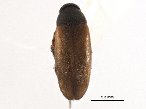  ( - CCDB-28976-H03)  @11 [ ] CreativeCommons - Attribution (2015) CBG Photography Group Centre for Biodiversity Genomics