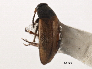  ( - CCDB-28976-H04)  @11 [ ] CreativeCommons - Attribution (2015) CBG Photography Group Centre for Biodiversity Genomics