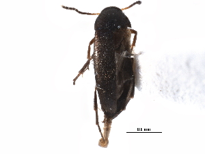  ( - CCDB-28976-H05)  @11 [ ] CreativeCommons - Attribution (2015) CBG Photography Group Centre for Biodiversity Genomics