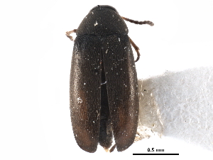  ( - CCDB-28976-H07)  @11 [ ] CreativeCommons - Attribution (2015) CBG Photography Group Centre for Biodiversity Genomics
