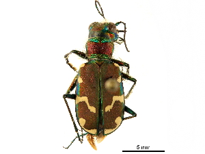  ( - CCDB-33292-A01)  @11 [ ] CreativeCommons - Attribution (2019) CBG Photography Group Centre for Biodiversity Genomics