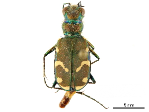  ( - CCDB-33292-A02)  @11 [ ] CreativeCommons - Attribution (2019) CBG Photography Group Centre for Biodiversity Genomics