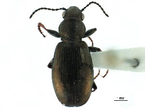  ( - CCDB-33292-C04)  @11 [ ] CreativeCommons - Attribution (2019) CBG Photography Group Centre for Biodiversity Genomics