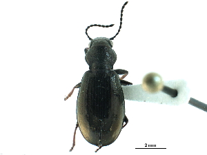  ( - CCDB-33292-C05)  @11 [ ] CreativeCommons - Attribution (2019) CBG Photography Group Centre for Biodiversity Genomics