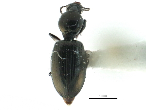  (Dyschirius frigidus - CCDB-33292-C10)  @11 [ ] CreativeCommons - Attribution (2019) CBG Photography Group Centre for Biodiversity Genomics