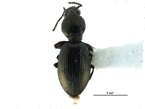  ( - CCDB-33292-C12)  @11 [ ] CreativeCommons - Attribution (2019) CBG Photography Group Centre for Biodiversity Genomics