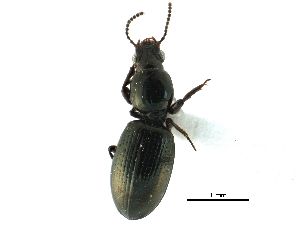  ( - CCDB-33292-D01)  @11 [ ] CreativeCommons - Attribution (2019) CBG Photography Group Centre for Biodiversity Genomics
