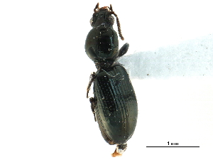  ( - CCDB-33292-D03)  @11 [ ] CreativeCommons - Attribution (2019) CBG Photography Group Centre for Biodiversity Genomics
