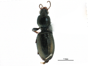  ( - CCDB-33292-D04)  @11 [ ] CreativeCommons - Attribution (2019) CBG Photography Group Centre for Biodiversity Genomics