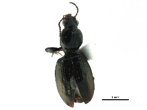  (Dyschirius integer - CCDB-33292-D05)  @11 [ ] CreativeCommons - Attribution (2019) CBG Photography Group Centre for Biodiversity Genomics