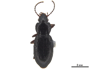  ( - CCDB-33293-B07)  @11 [ ] CreativeCommons - Attribution (2019) CBG Photography Group Centre for Biodiversity Genomics