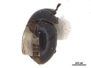  ( - CCDB-33293-E05)  @11 [ ] CreativeCommons - Attribution (2019) CBG Photography Group Centre for Biodiversity Genomics