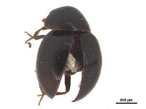  ( - CCDB-33293-E06)  @11 [ ] CreativeCommons - Attribution (2019) CBG Photography Group Centre for Biodiversity Genomics