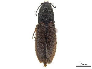  ( - CCDB-33854-C05)  @11 [ ] CreativeCommons - Attribution (2019) CBG Photography Group Centre for Biodiversity Genomics