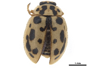  ( - CCDB-33854-F03)  @11 [ ] CreativeCommons - Attribution (2019) CBG Photography Group Centre for Biodiversity Genomics